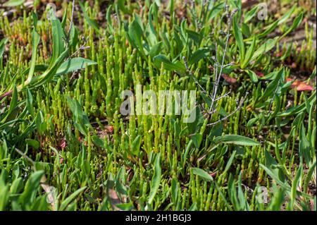 Collezione botanica, giovane pianta succulenta di mare verde commestibile, Salicornia o alghe di vetro marino, coltivando su paludi saline Foto Stock