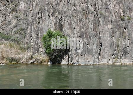 Un solitario cespuglio vicino al fiume sullo sfondo di una roccia Foto Stock