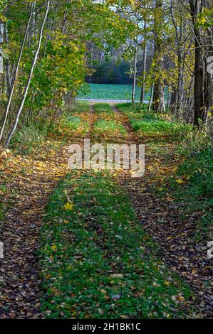 piccola strada attraverso la foresta autunno nel mese di ottobre 2021 Foto Stock