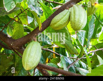 Frutti di cacao appesi sul ramo dell'albero di Theobroma cacao Foto Stock