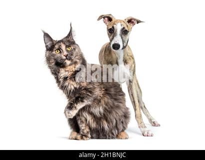 Gatto e cane insieme di fronte a sfondo bianco Foto Stock