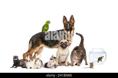 Gruppo di animali domestici in una fila, cani, gatti, furetto, coniglio, uccelli, topo, isolato su bianco Foto Stock