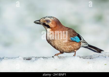 Jay; Garrulus glansarius; nella neve Foto Stock