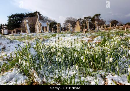 Nevicate nella neve; Lelant; Cornovaglia Foto Stock