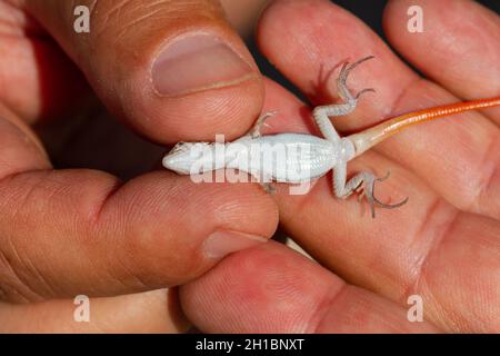 Acanthodactylus erythrurus (lucertola spinosa) in mani maschili Foto Stock