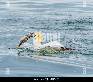 Il magnifico e maestoso Gannet con pranzo Foto Stock