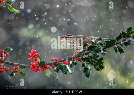 Redwing; Turdus iliacus; su Holly; mangiare un Berry; UK Foto Stock