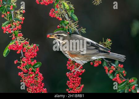 Redwing; Turdus iliacus; su Pyracantha mangiare un Berry; UK Foto Stock
