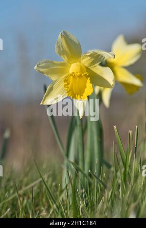 Daffodil selvatico o giglio di Quaresima (Narcissus pseudonarcissus) pianta di fioritura in praterie corte in una fine giornata di fine inverno, Berkshire, marzo Foto Stock