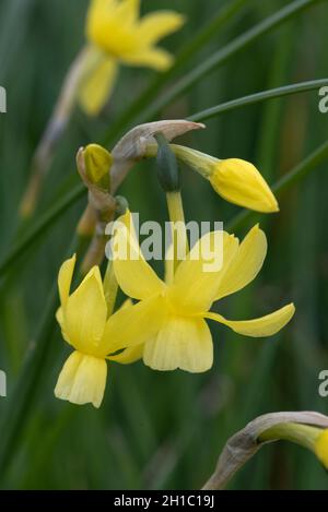 Fiori pendolari gialli pallidi annuiscono su un unico gambo di un naffodil Narcissus 'Hawera' in miniatura aperto e in bud, Berkshire, aprile Foto Stock