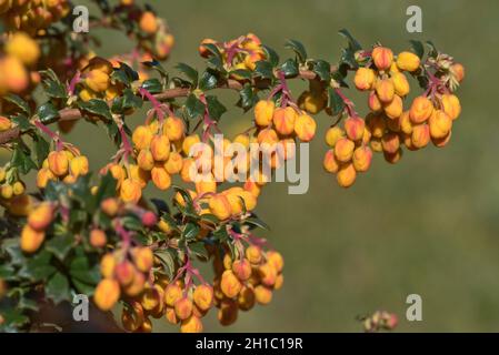 Germogli di fiori rosso-arancio di baracca di Darwin (Berberis darwinii) e piccole foglie ovali verde scuro con margini spinosi su questo arbusto giardino, Berkshire, Foto Stock