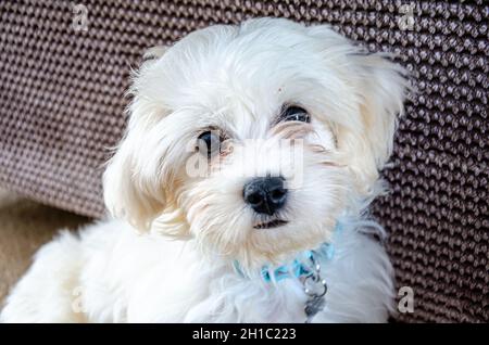 Ritratto di un cucciolo di cavapoo bianco. Foto Stock