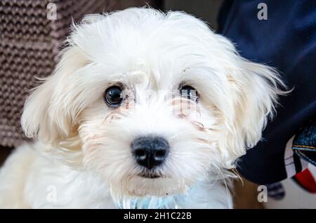 Ritratto di un cucciolo di cavapoo bianco. Foto Stock