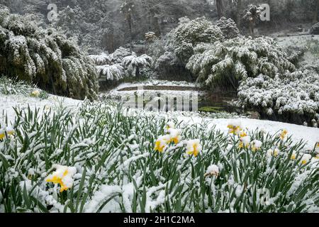 Giardino Trebah; neve; Cornovaglia; Regno Unito Foto Stock