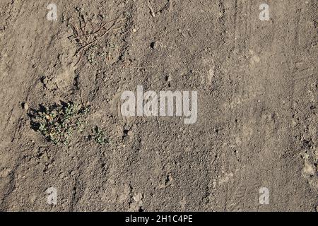 Tracce della calzatura in campo agricolo Foto Stock