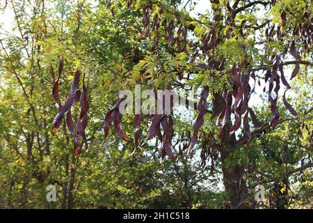 Cialde di acacia con semi sull'albero Foto Stock