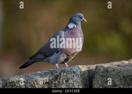 Legno Pigeon; Columbia livia; UK Foto Stock