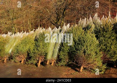 Veri alberi di Natale tagliati e pronti per la vendita Foto Stock