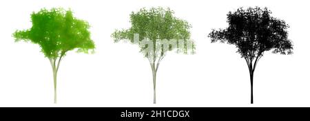 Set o collezione di alberi di olmo americano, dipinti, naturali e come una silhouette nera su sfondo bianco. Foto Stock