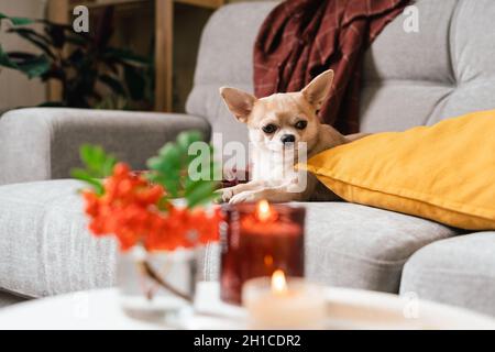 Divertente cucciolo chihuahua sdraiato sul divano e cuscino sotto la plaid al coperto. Carino cane piccolo casa riscaldamento sotto coperta in autunno freddo inverno tempo Foto Stock