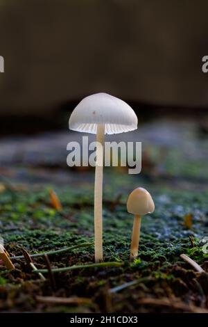 Primo piano di due piccoli funghi, la specie micena, in una foresta scura Foto Stock