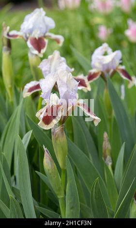 Colpo verticale dell'iride tedesca (Iris barbata-nana) in un giardino botanico Foto Stock