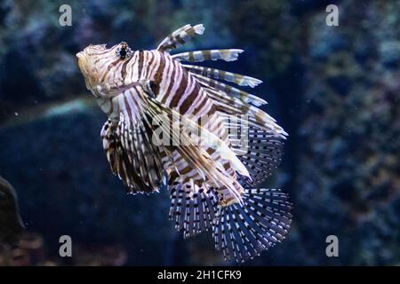 Pesci leoni zebra (dendrochirus zebra) che nuotano sott'acqua Foto Stock