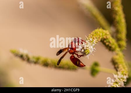 Rhynchium oculatum, vasaio Wasp su un fiore di Mentha Foto Stock