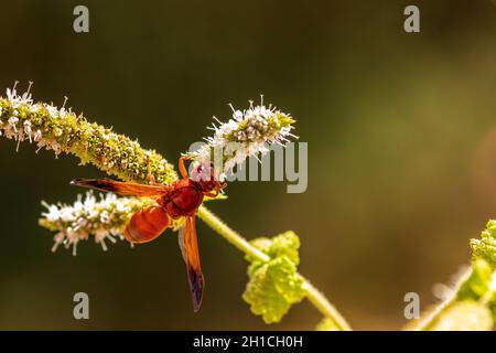 Rhynchium oculatum, vasaio Wasp su un fiore di Mentha Foto Stock