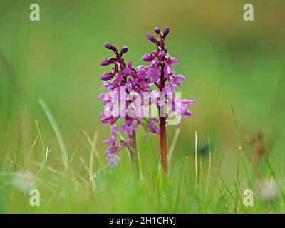 Due 2 punte di fiori di orchidea viola (Orchis mascola) con la rugiada scintillante sull'erba del mattino presto in Cumbria, Inghilterra, Regno Unito Foto Stock