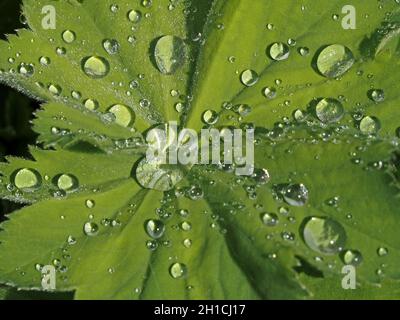 Immagine da primo piano ben illuminata di gocce d'argento luminoso trattenute da foglie verdi di Alchemilla Mollis, il manto della signora in giardino a Cumbria, Regno Unito Foto Stock