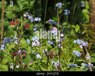 Wildflower verge con acqua avens (Geum rivale) con petali gialli annuiti in viola /maroon bracts & blu dimentica-me-nots in Cumbria, Inghilterra, Regno Unito Foto Stock