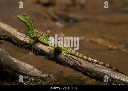 Un Gesù Cristo lucertola, o basilisk lucertola, così chiamato perché cammina sull'acqua, a Puerto Viejo de Sarapiqui, Costa Rica Foto Stock