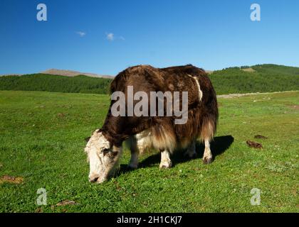 Un yak che si nutrono di erba in Mongolia Foto Stock