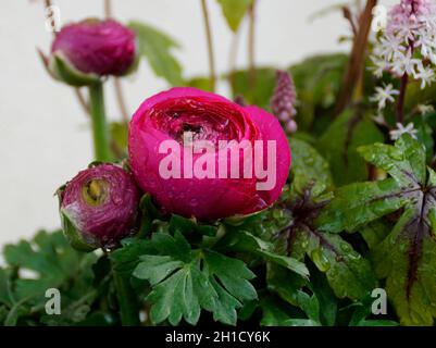 fiori di ranuncolo rosa scuro e luminoso coperti da gocce di pioggia Foto Stock