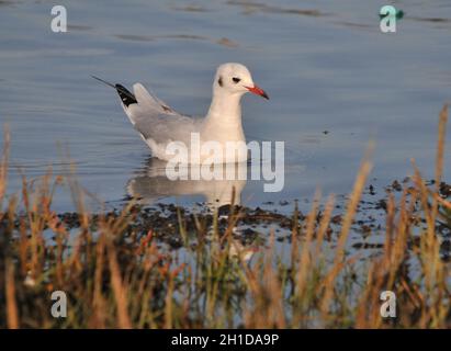 GABBIANO A TESTA NERA, PIUMAGGIO INVERNALE, CASTLE SHORE PARK, PORTCHESTER, HANTS PIC MIKE WALKER 2021 Foto Stock