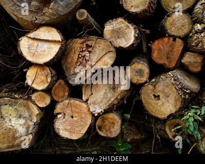 Alberi abbattuti di recente accumulati come tronchi tagliati alla diga di Newmiller a Wakefield, West Yorkshire. Foto Stock