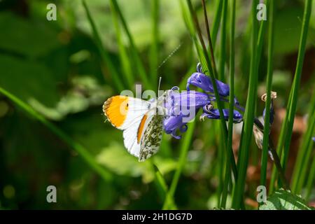 Maschio Arancio Tip farfalla Anthocaris Cordamines che si nutrono su un fiore Bluebell Foto Stock