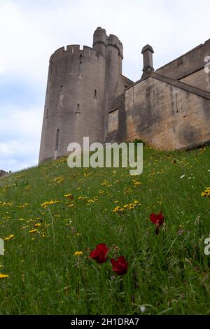 Altitudine sud-ovest del Castello di Arundel, West Sussex, Inghilterra, Regno Unito, con tulipani e ragwort (Jacobaea vulgaris) che crescono sulla ripida riva Foto Stock