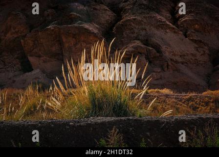 El ichu, paja brava o paja ichu es un passo del altiplano andino sudamericano, Messico y Guatemala empleado como forraje para el ganado Foto Stock