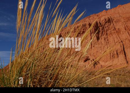 El ichu, paja brava o paja ichu es un passo del altiplano andino sudamericano, Messico y Guatemala empleado como forraje para el ganado Foto Stock