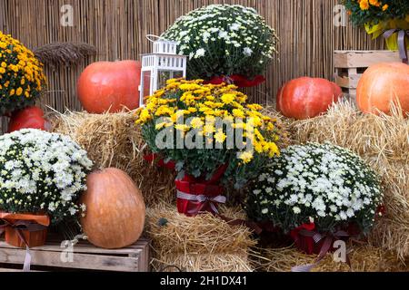 Decorazioni autunnali con zucche mature, cespugli di crisantemo fioriti in vasi di fiori tra fioridi. Sfondo di Halloween. Decorazioni per il ringraziamento. Autunno ha Foto Stock