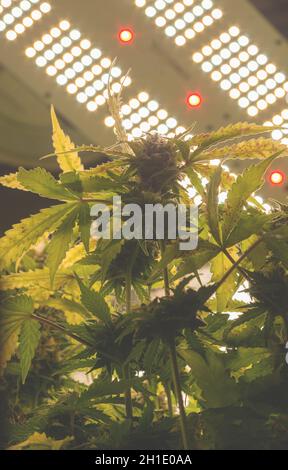 Luce professionale per crescere. I migliori LED Grow Lights per Cannabis. Cannabis medica che cresce sotto l'illuminazione della tavola a LED al chiuso. Foto Stock