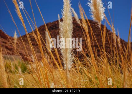 El ichu, paja brava o paja ichu es un passo del altiplano andino sudamericano, Messico y Guatemala empleado como forraje para el ganado Foto Stock