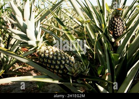 Eunapolis, bahia / brasile - 30 dicembre 2009: Piantagione di ananas in una fattoria nella città di Eunapolis. *** Local Caption *** Foto Stock