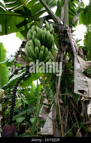 itabuna, bahia / brasile - 17 gennaio 2011: Un albero di banana e un mazzo di banane sono visti in piantagione nella città di Itabuna. *** Local Caption *** Foto Stock