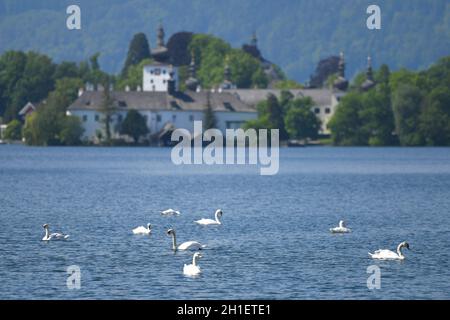 Schwäne vor dem Schloss Ort a Gmunden (Bez. Gmunden, Salzkammergut, Oberösterreich, Österreich) - Cigni di fronte al Castello d'Ort a Gmunden (Gmunde Foto Stock