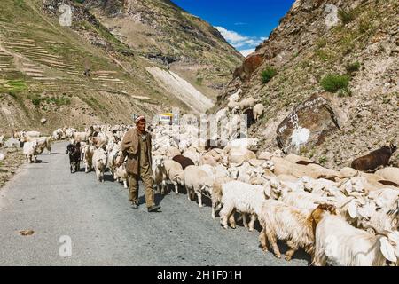 LADAKH, INDIA - 5 SETTEMBRE 2012: Pastore di cashmere con mandria di capre e pecore di pashmina in Ladakh, India Foto Stock