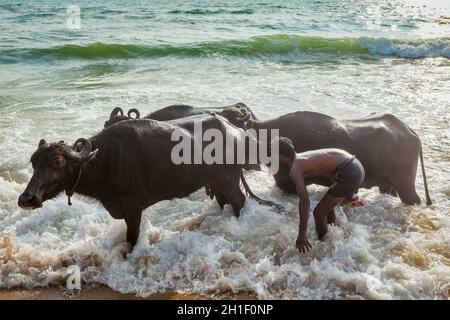 CHENNAI, INDIA - 10 FEBBRAIO 2013: Uomo schiacciando mucche in mare la mattina sulla spiaggia di Marina. La mucca è un animale sacro nell'induismo Foto Stock