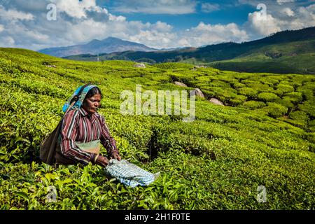 KERALA, INDIA - 18 FEBBRAIO 2014: La donna indiana non identificata raccoglie le foglie di tè alla piantagione di tè a Munnar. Vengono raccolte solo le foglie più in alto, Foto Stock